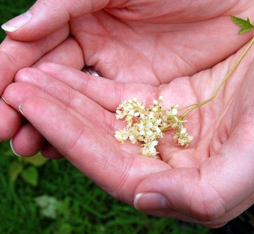 คุณสมบัติทางสมุนไพร meadowsweet