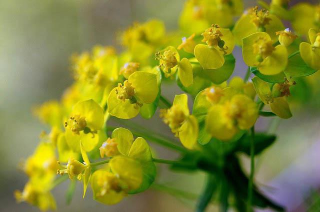 วัชพืชหญ้า Euphorbia